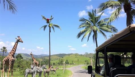 calauit safari park|calauit safari tour.